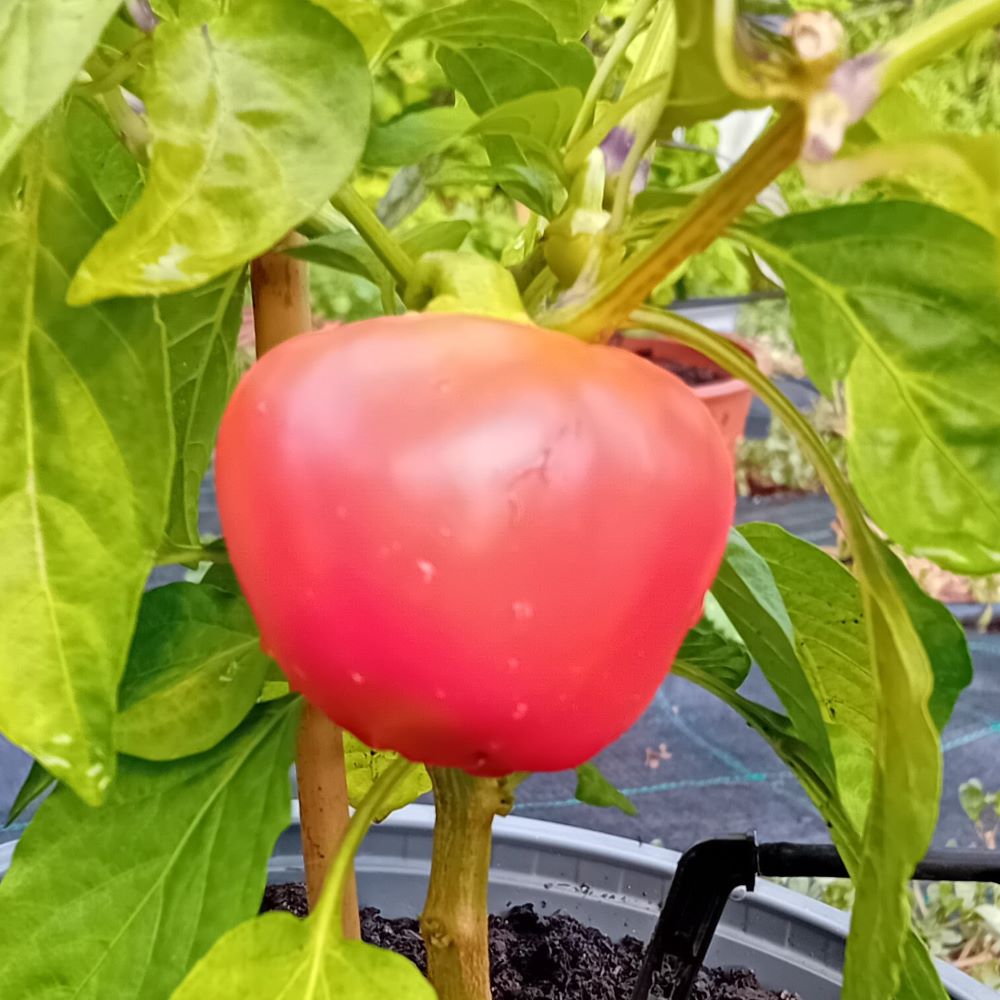 Răsad Ardei - Sweet Apple Kambe