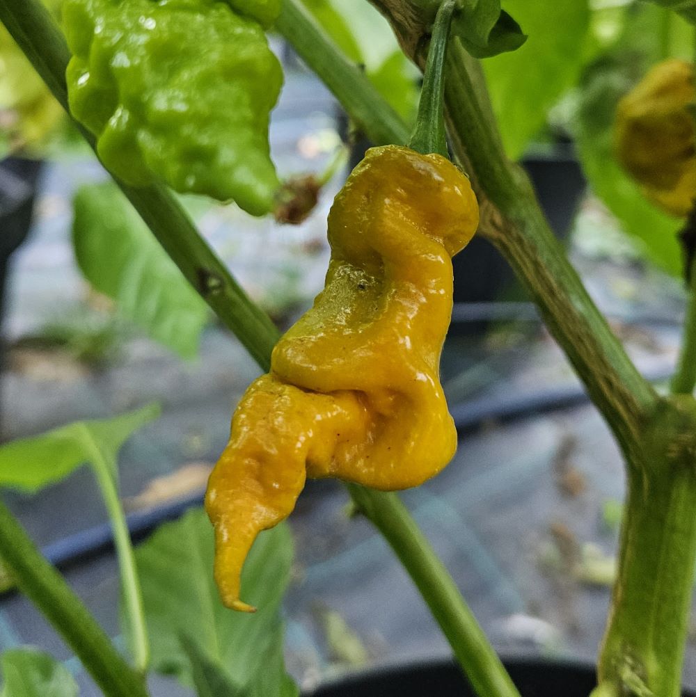 Seminţe Ardei - T-Rex Mustard