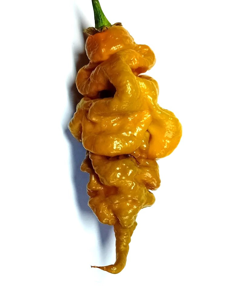 Seminţe Ardei - T-Rex Mustard