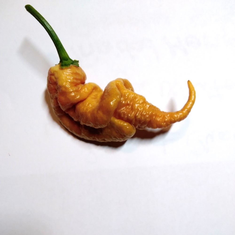 Seminţe Ardei - T-Rex Mustard