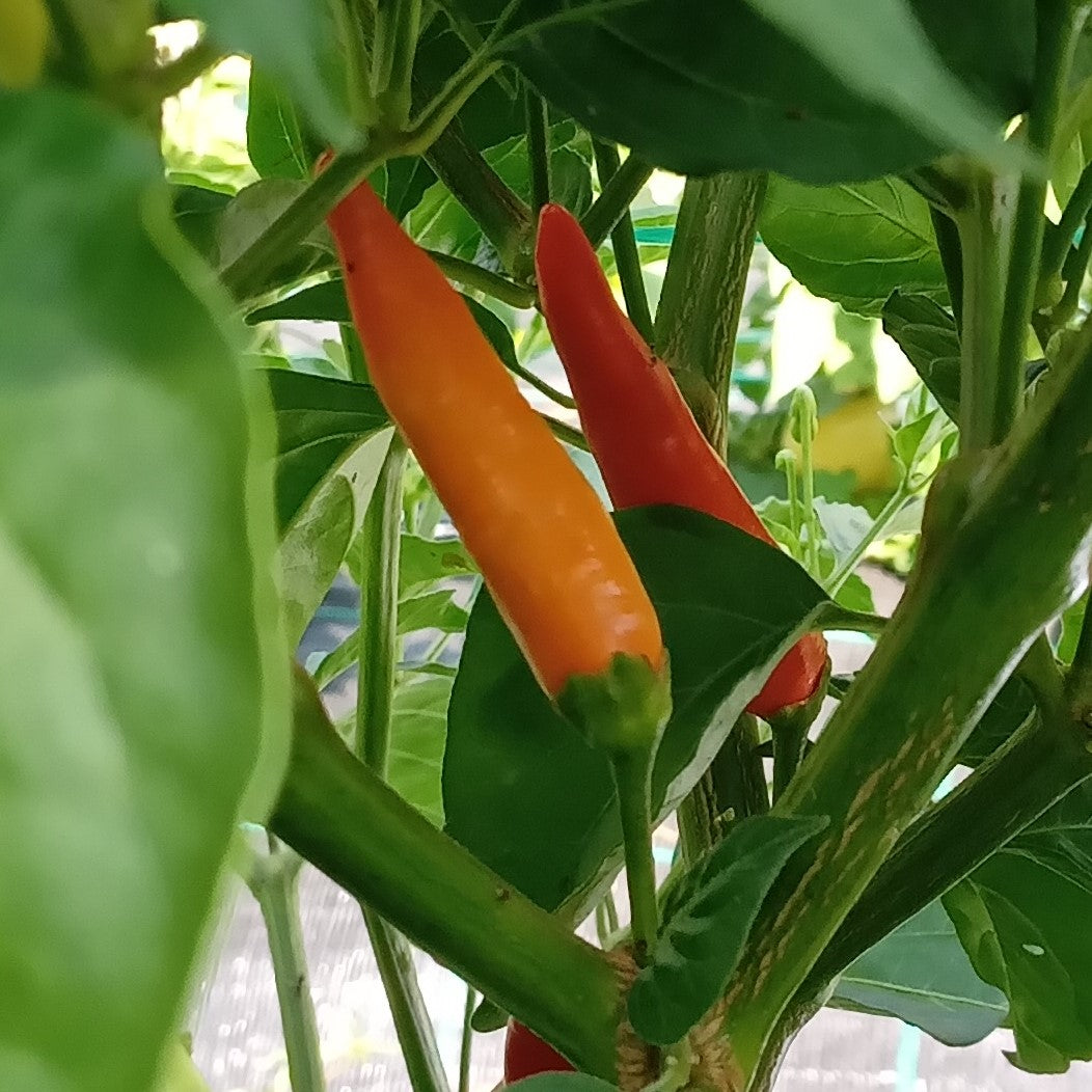 Seminţe Ardei - Tabasco