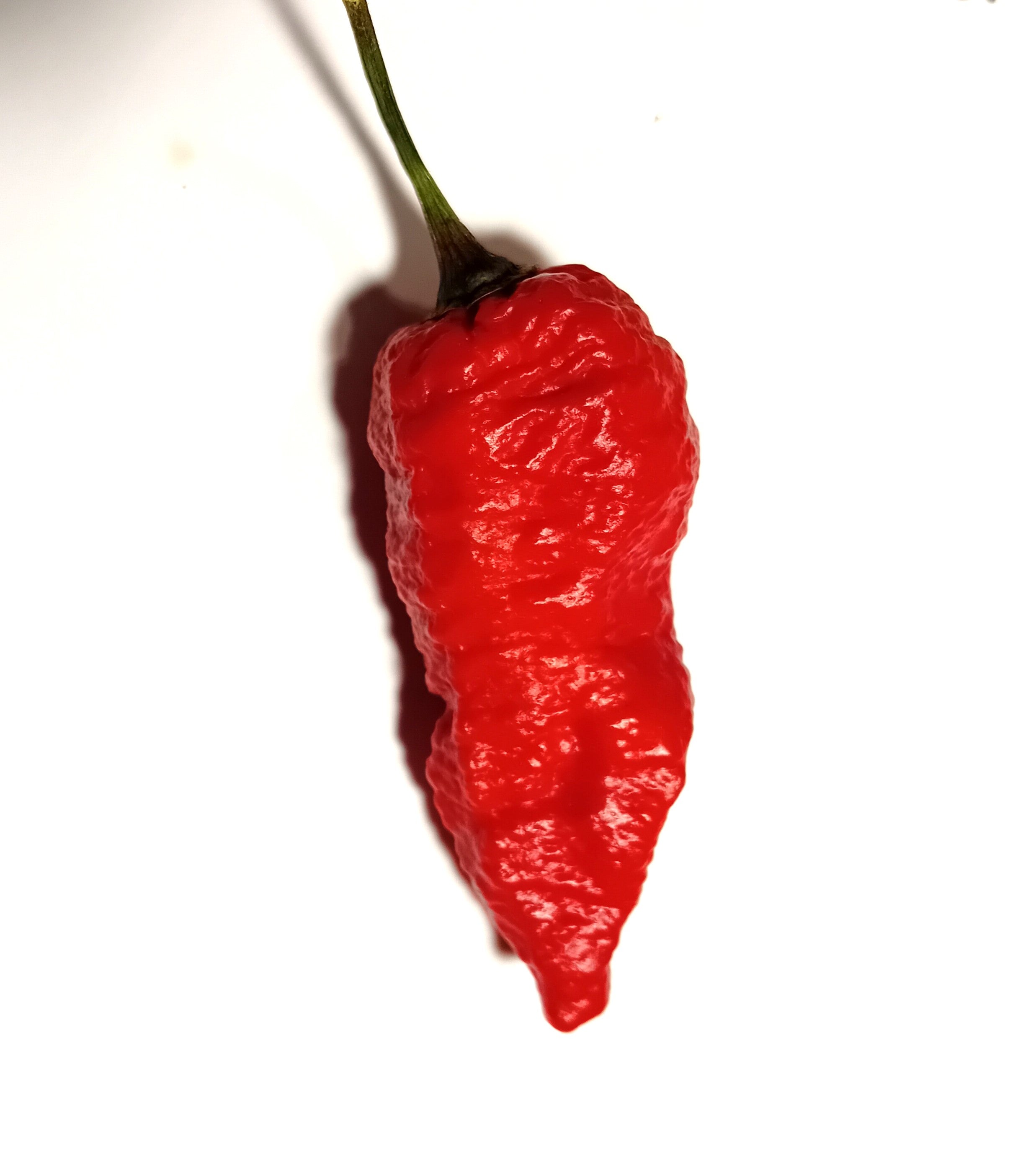 Seminţe Ardei - Testanera Red