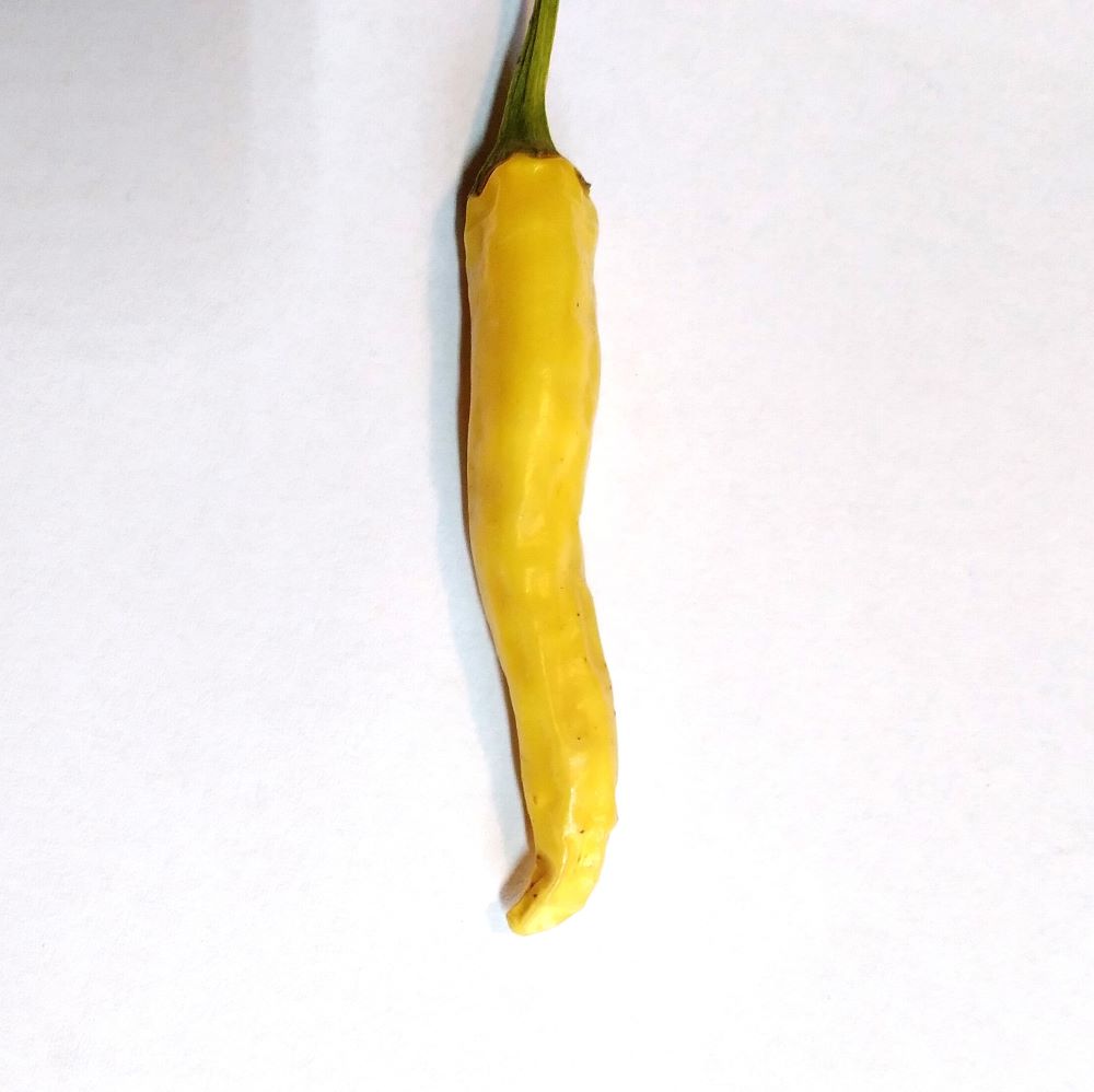 Seminţe Ardei - Thai Hot Yellow