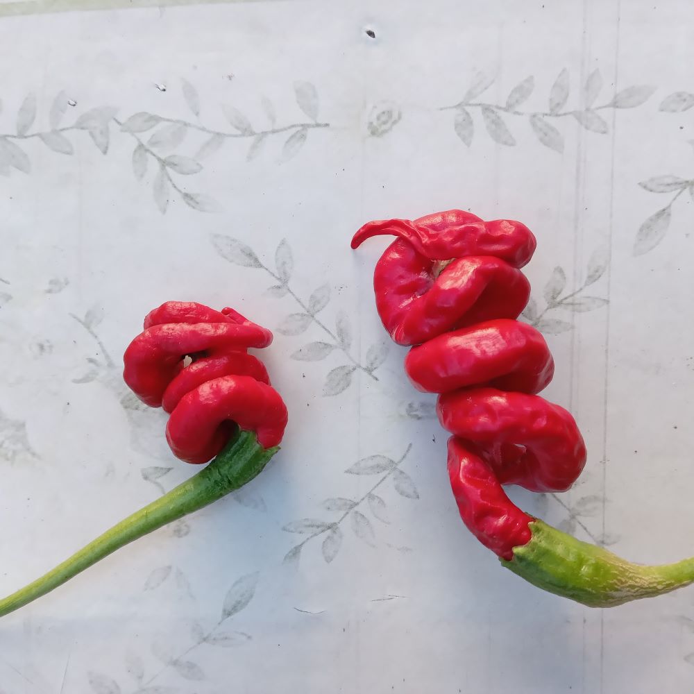 Seminţe Ardei - Thunder Mountain Long Red