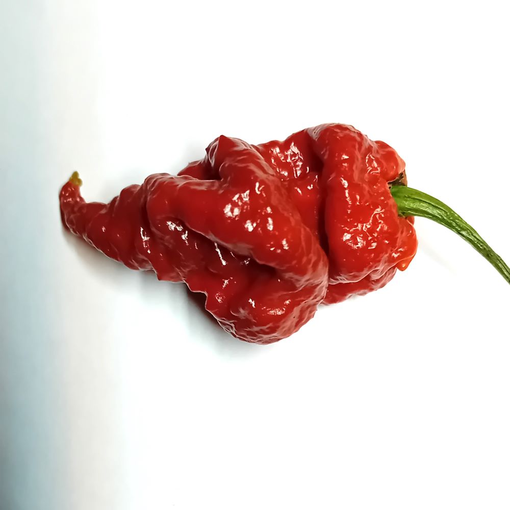 Seminţe Ardei - Tiberius Mauler Chocolate