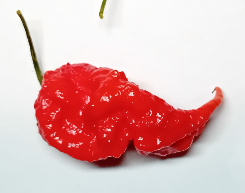 Seminţe Ardei - T-Rex Red