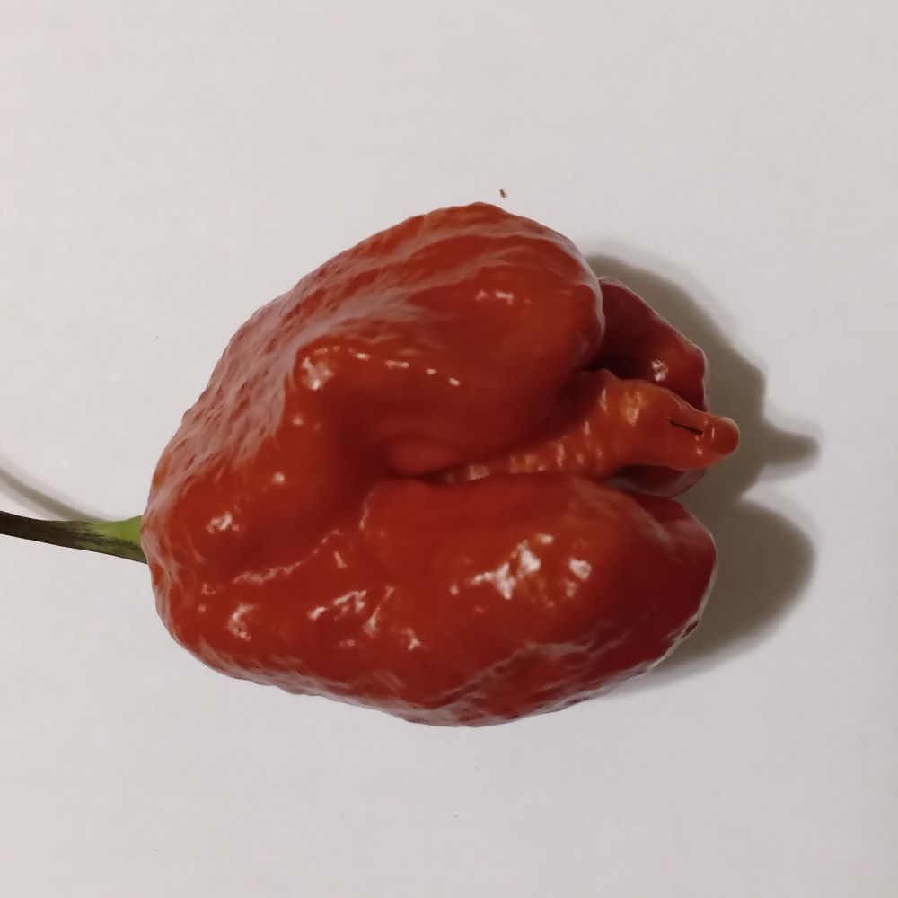Seminţe Ardei - Trinidad Moruga Scorpion Caramel
