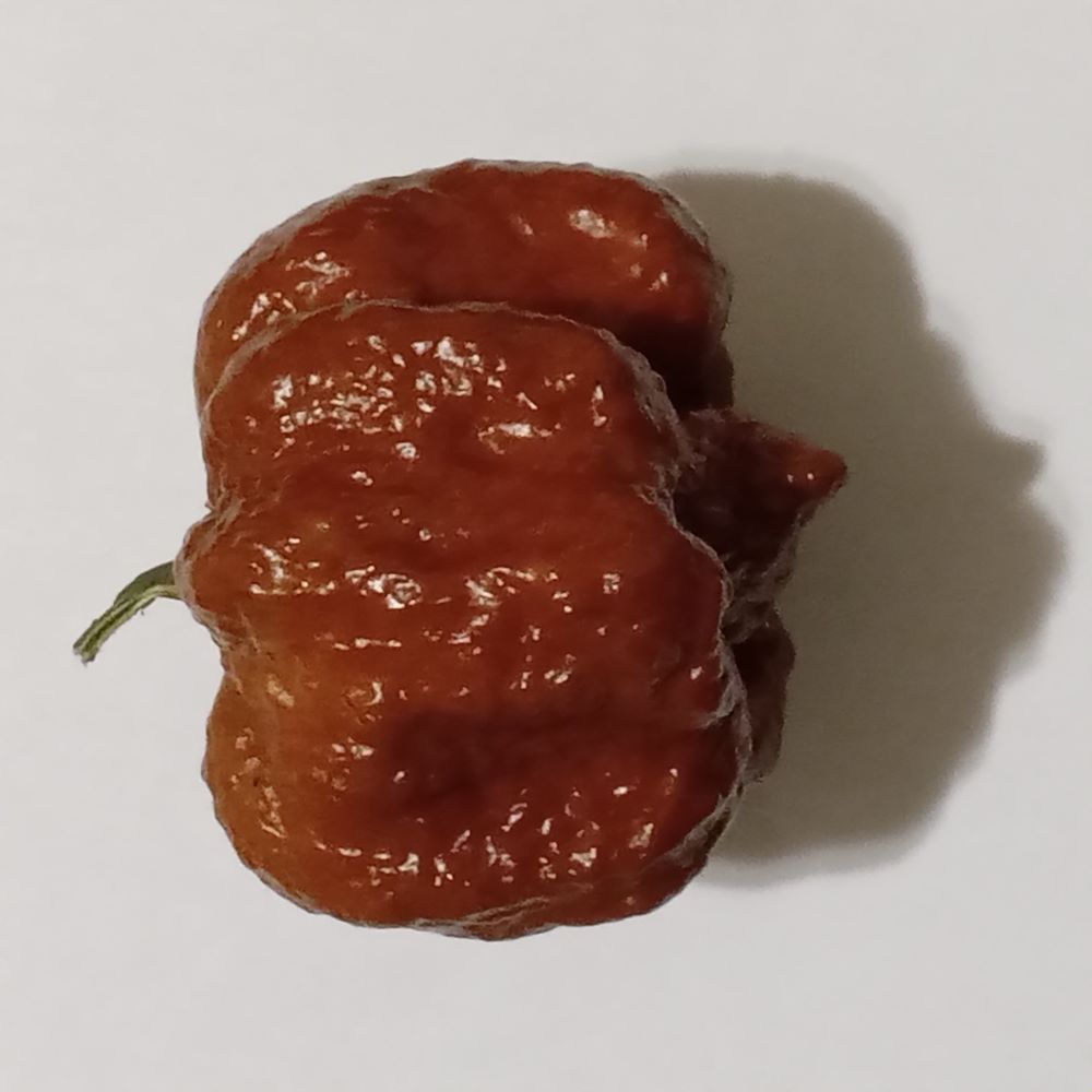 Seminţe Ardei - Trinidad Moruga Scorpion Chocolate