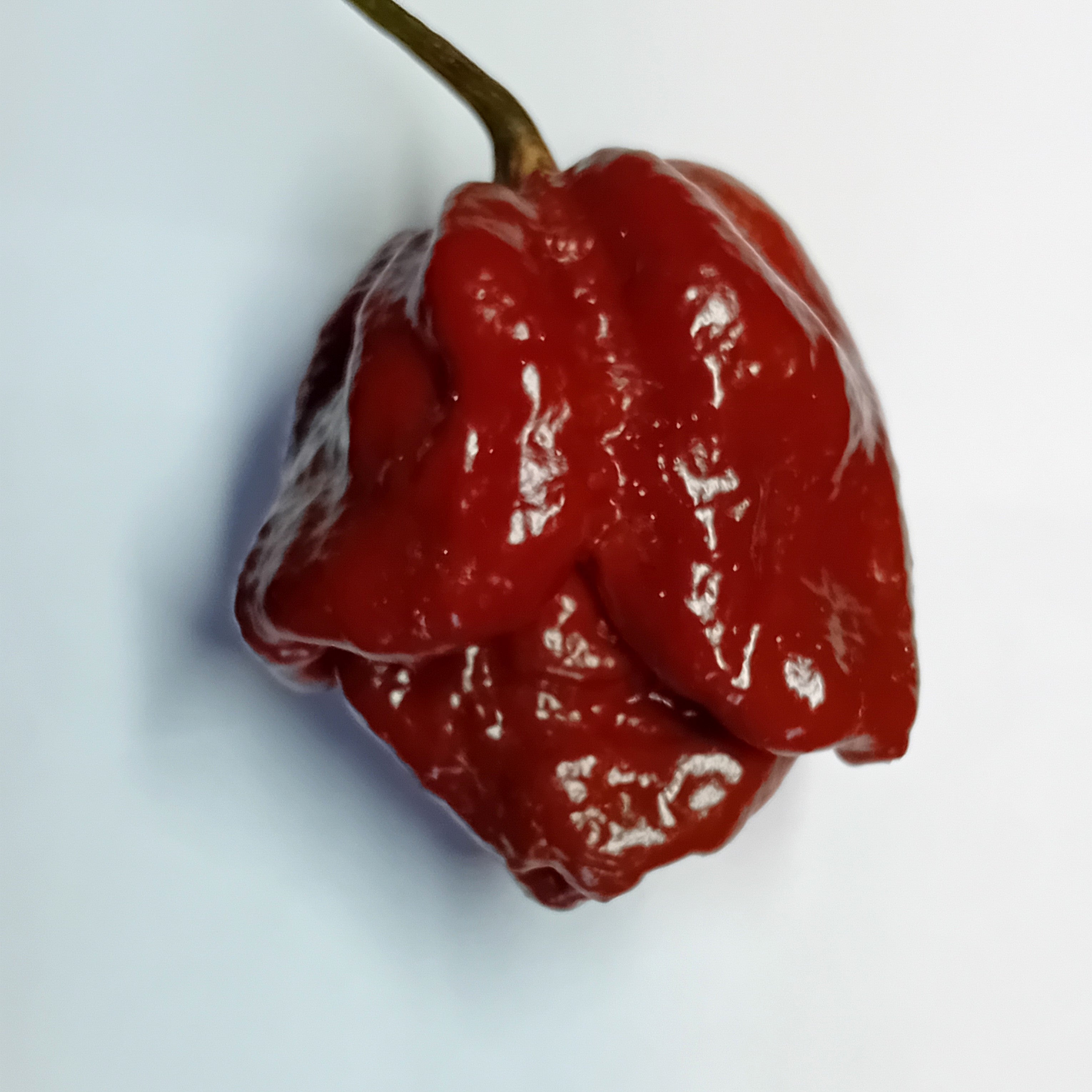 Seminţe Ardei - Trinidad Moruga Scorpion Chocolate