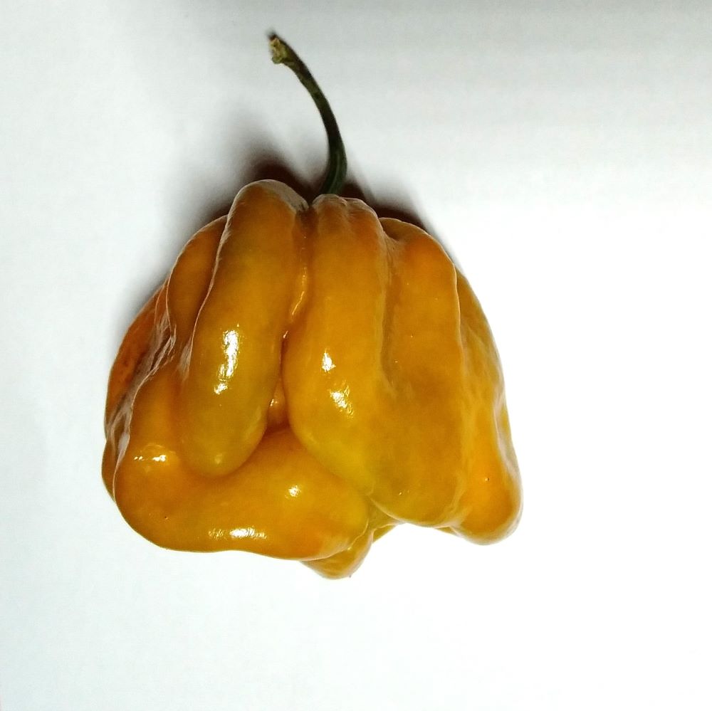 Seminţe Ardei - Trinidad Moruga Scorpion Green