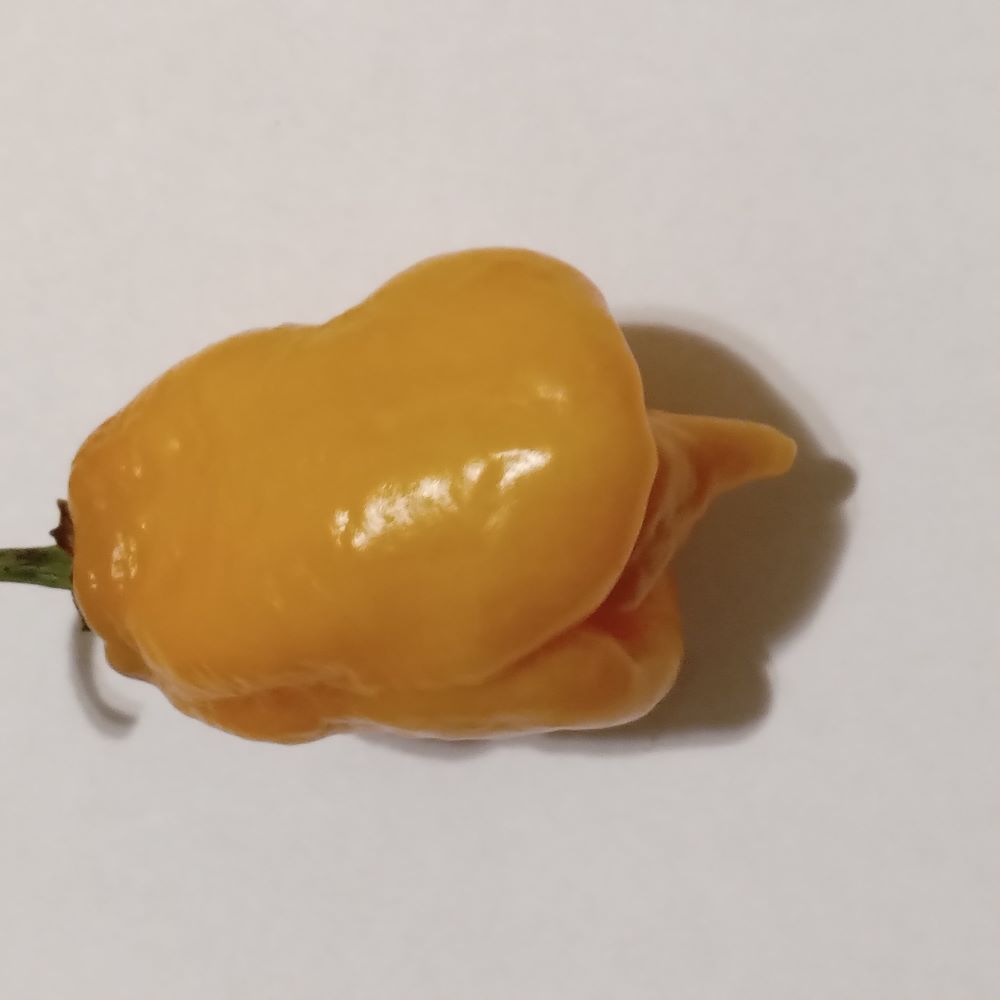 Seminţe Ardei - Trinidad Moruga Scorpion Peach