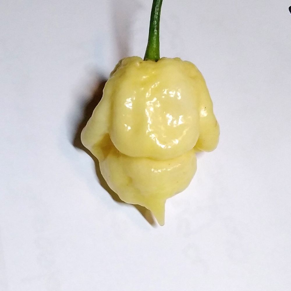 Seminţe Ardei - Trinidad Moruga Scorpion White