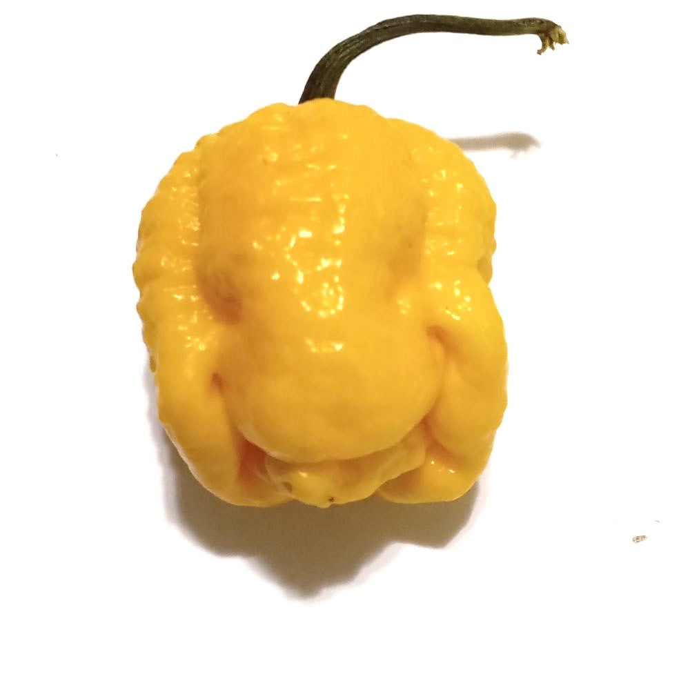 Seminţe Ardei - Trinidad Moruga Scorpion Yellow