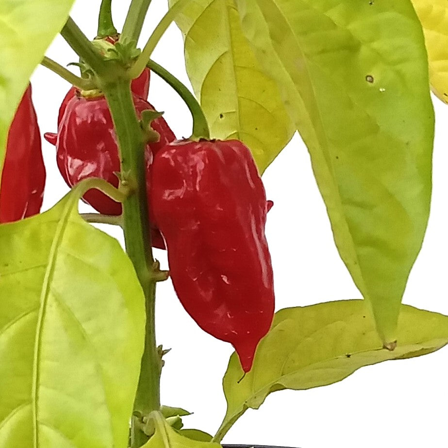 Seminţe Ardei - Trinidad Scorpion Butch T Red