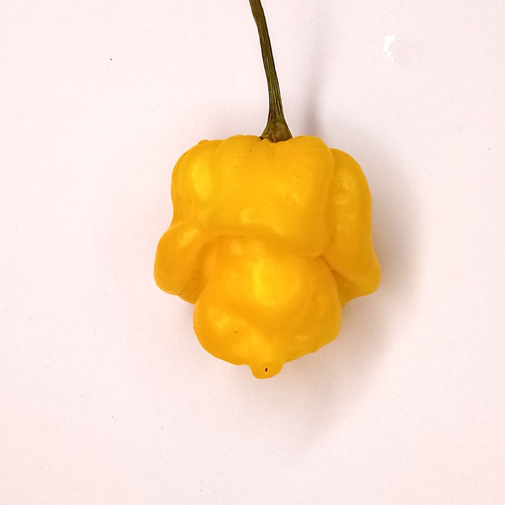 Seminţe Ardei - Trinidad Scorpion Butch T Yellow