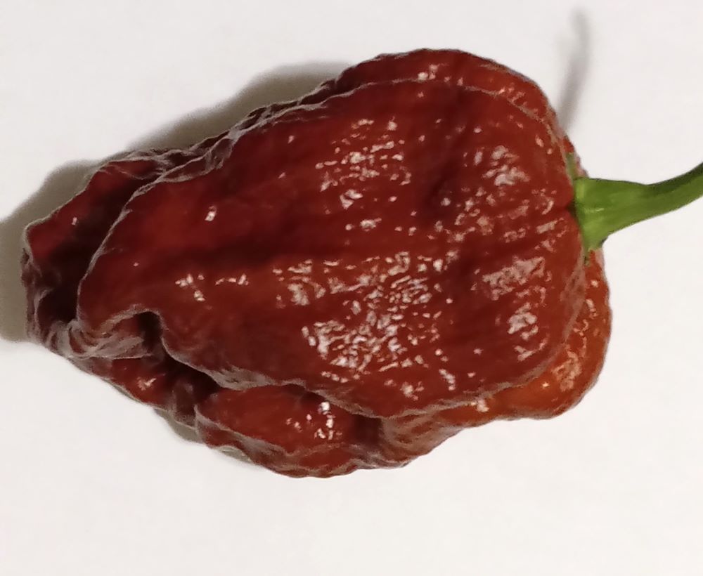 Seminţe Ardei - Trinidad Scorpion Chocolate
