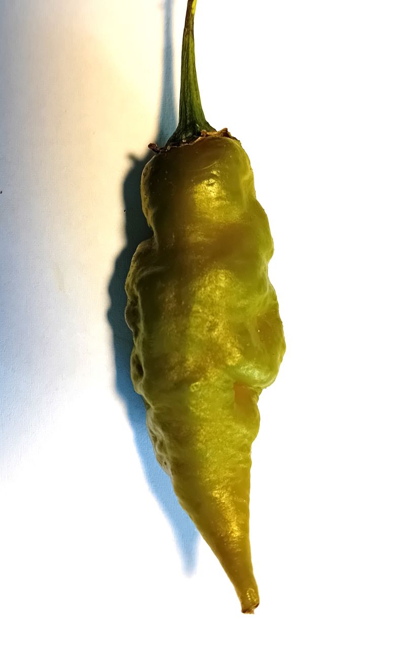 Seminţe Ardei - Trinidad Scorpion Green