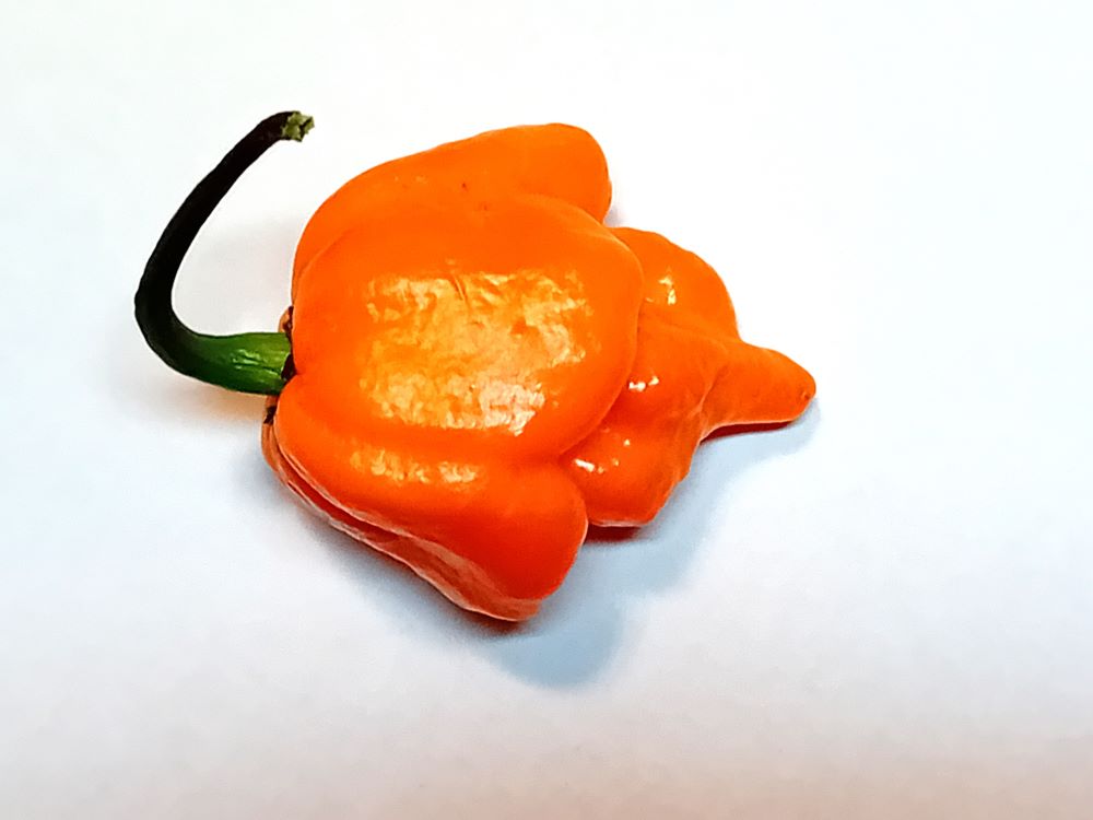 Seminţe Ardei - Trinidad Scorpion Orange