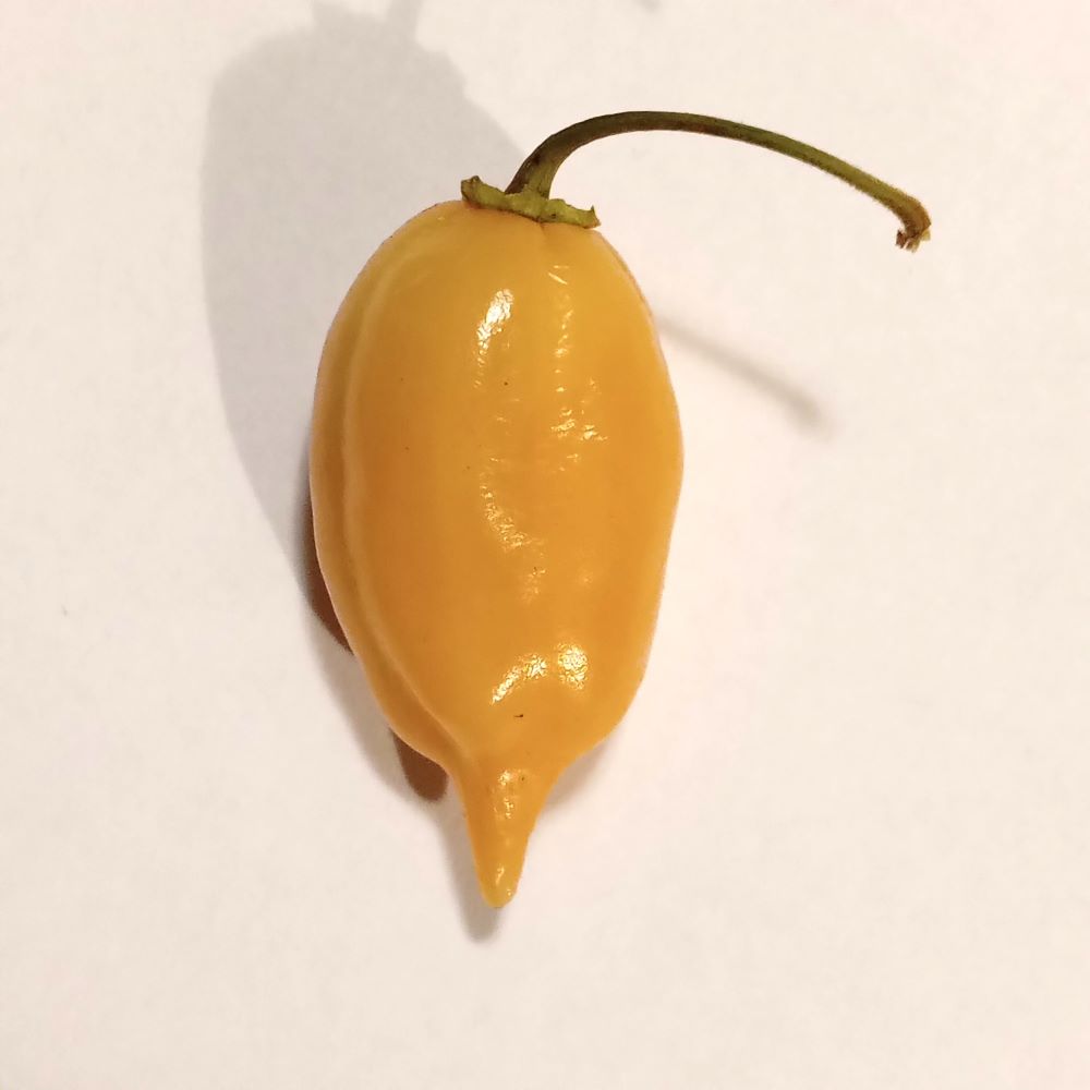 Seminţe Ardei - Trinidad Scorpion Peach