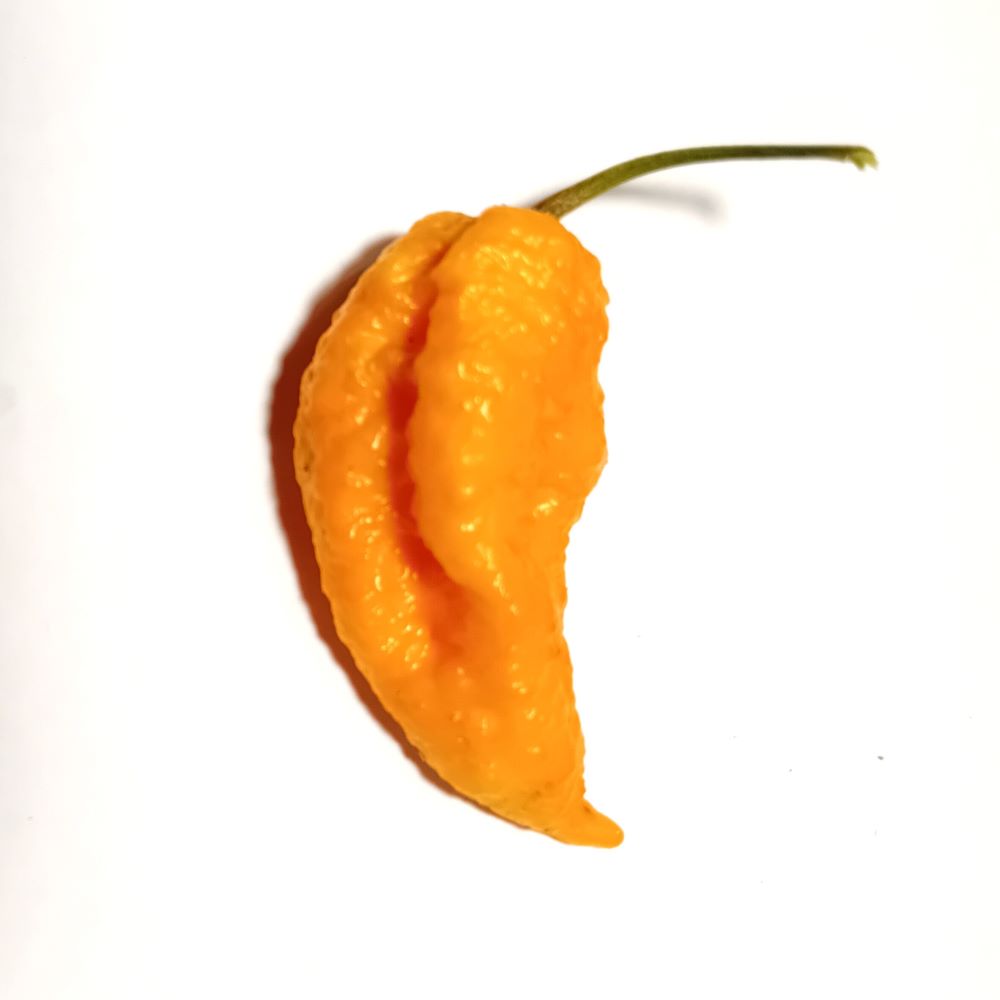 Seminţe Ardei - Trinidad Scorpion Peach