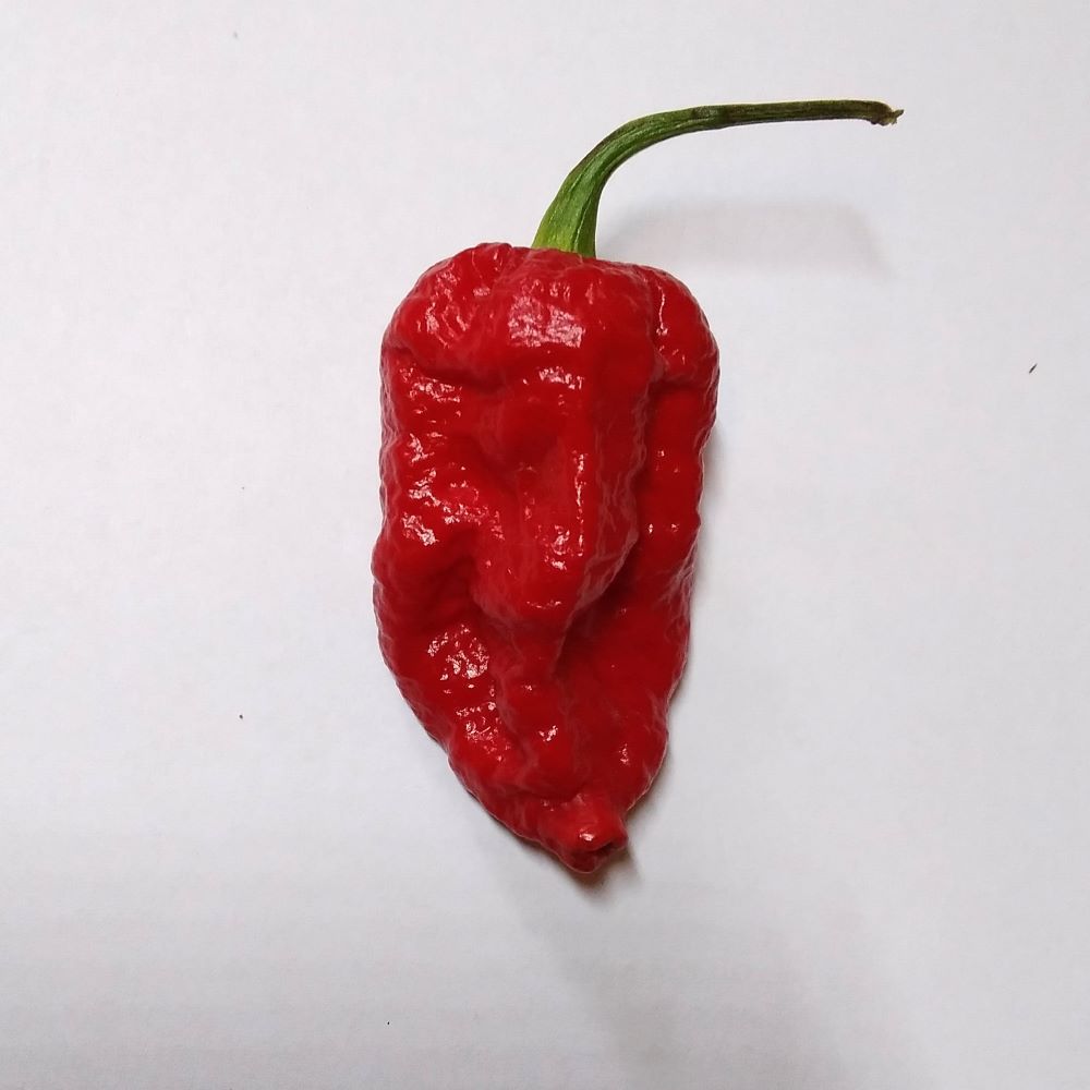 Seminţe Ardei - Trinidad Scorpion Red