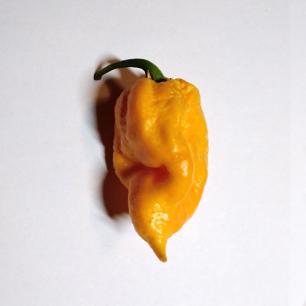 Seminţe Ardei - Trinidad Scorpion Yellow