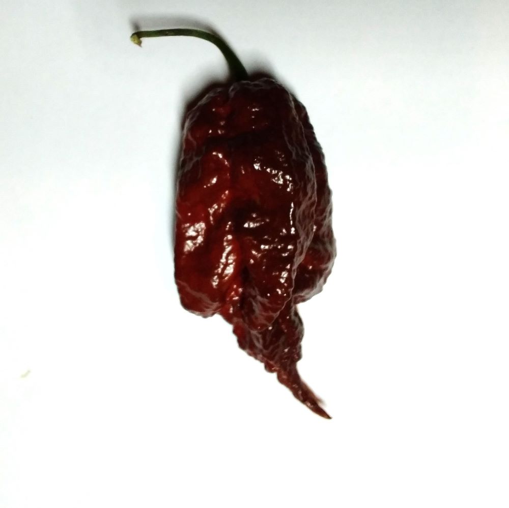 Seminţe Ardei - Umorok Chocolate