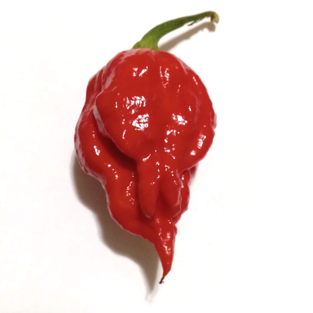 Seminţe Ardei - Umorok Red