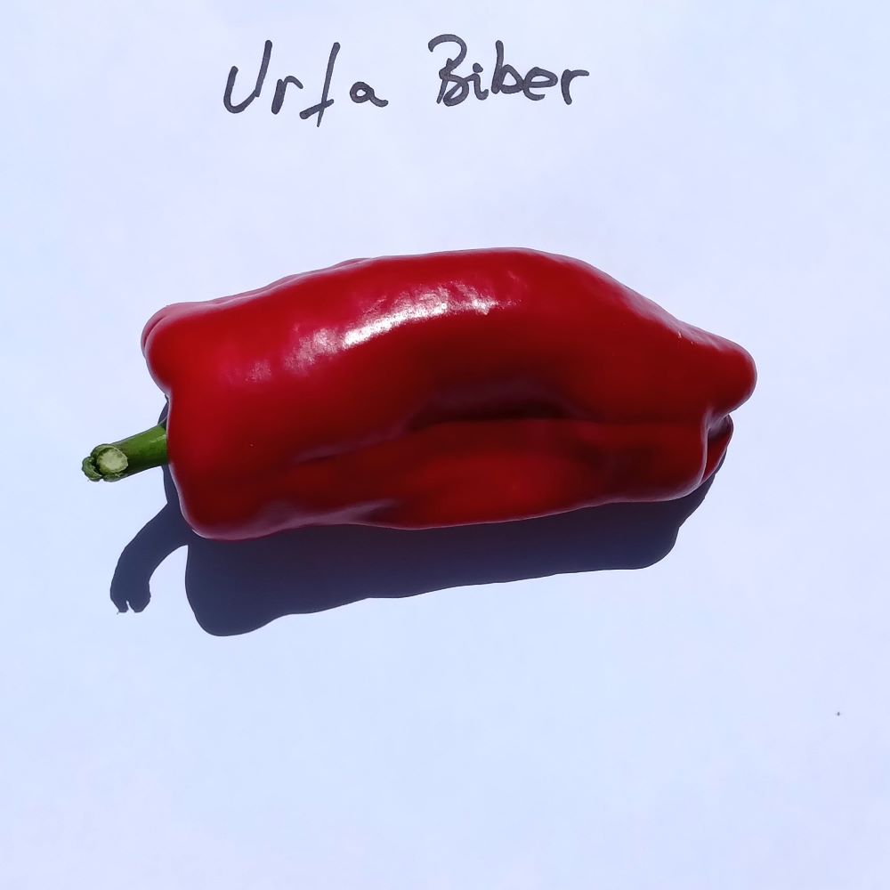 Seminţe Ardei - Urfa Biber