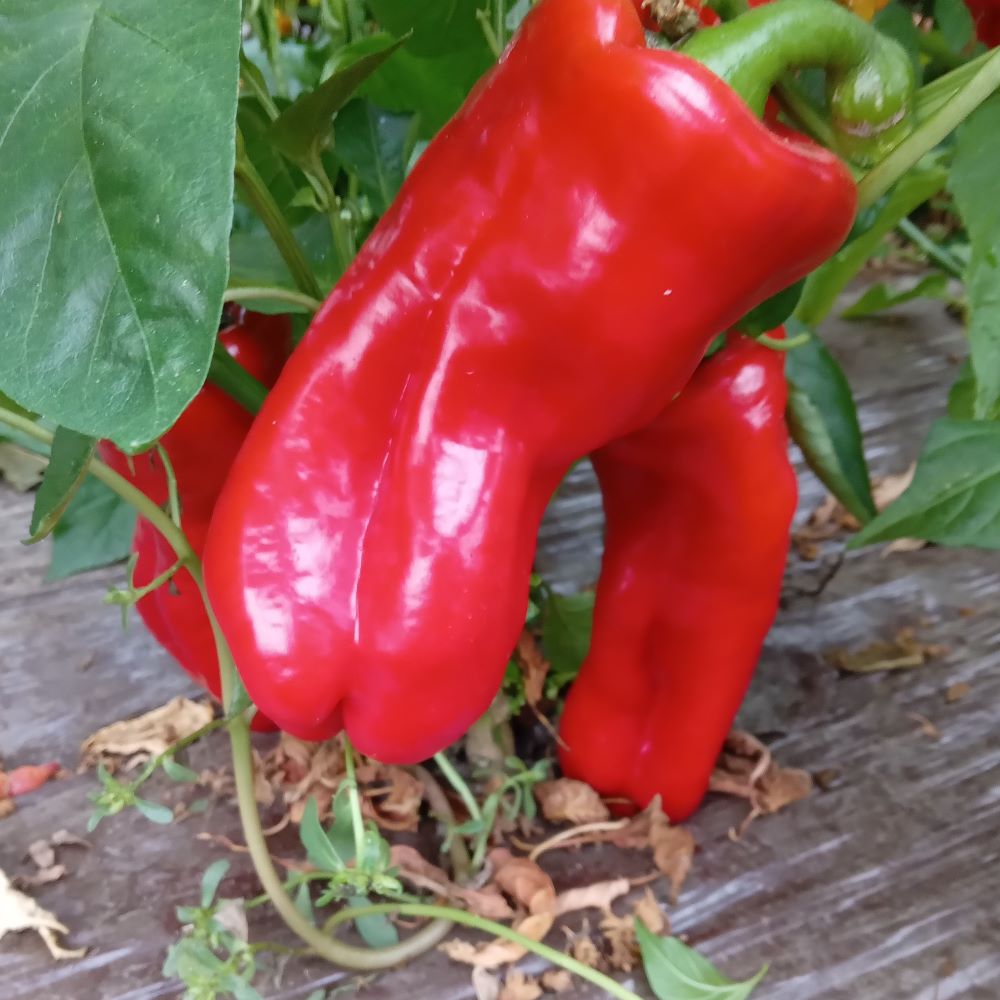 Seminţe Ardei - Urfa Biber