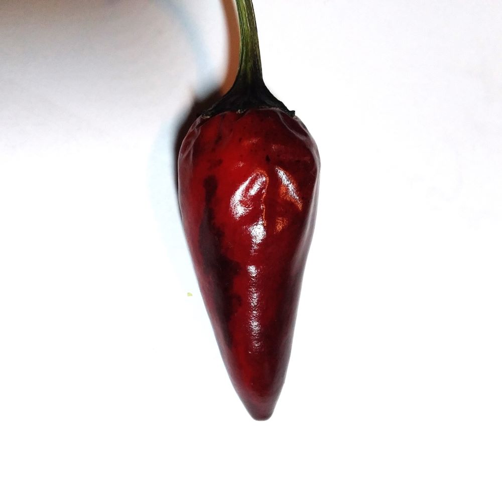 Seminţe Ardei - Vampire