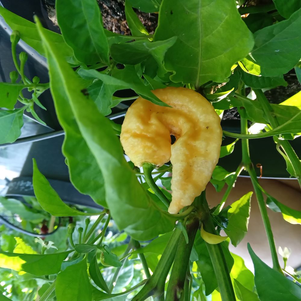 Seminţe Ardei - Viaticum MCG011