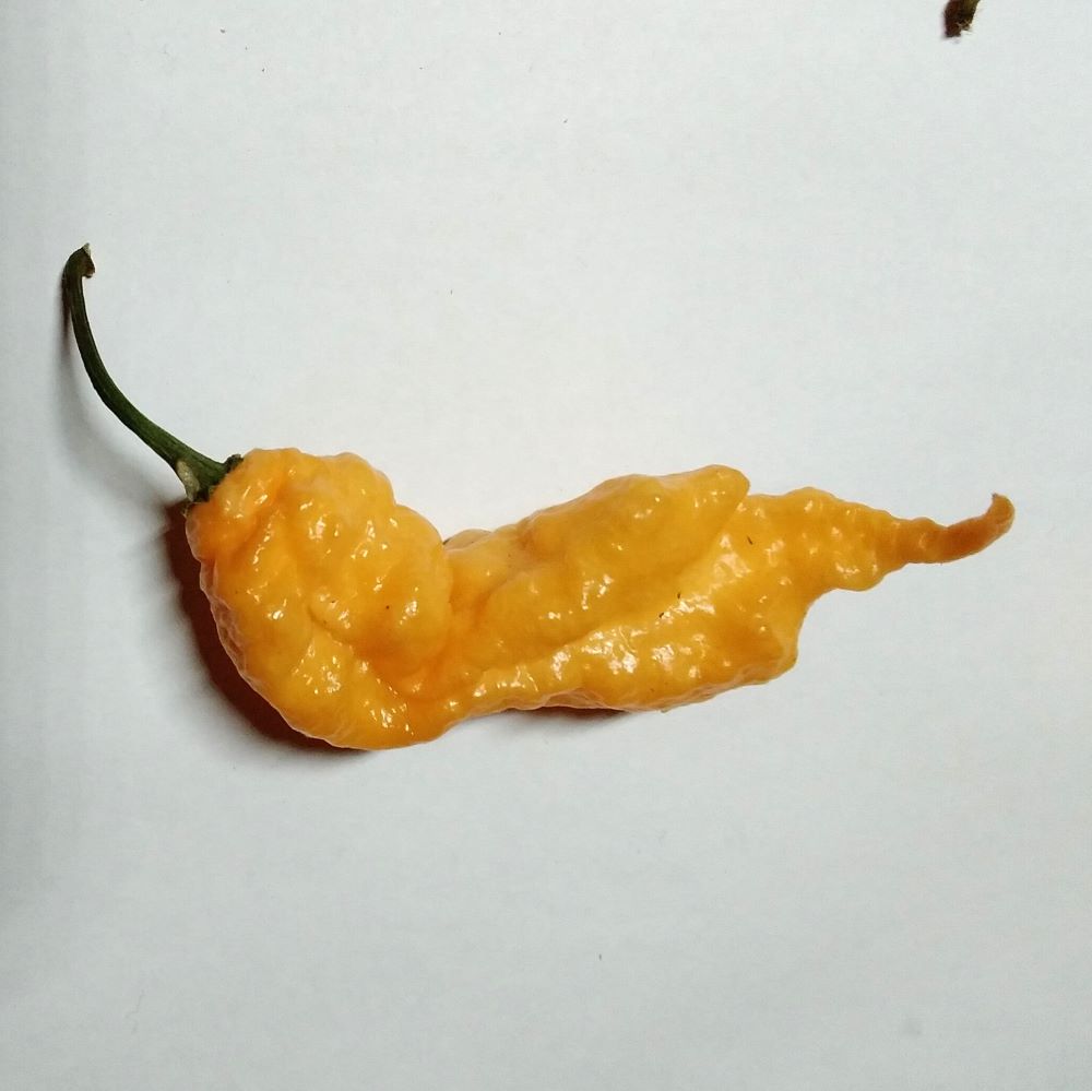 Seminţe Ardei - Viaticum MCG011