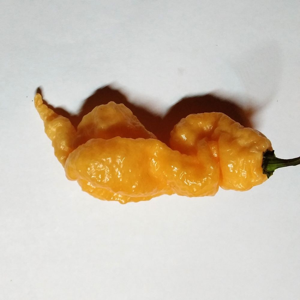 Seminţe Ardei - Viaticum MCG011