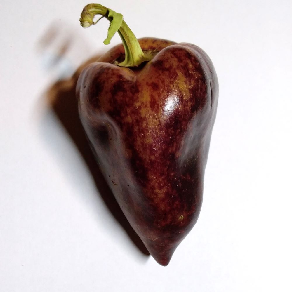 Seminţe Ardei - Violet Sparkle