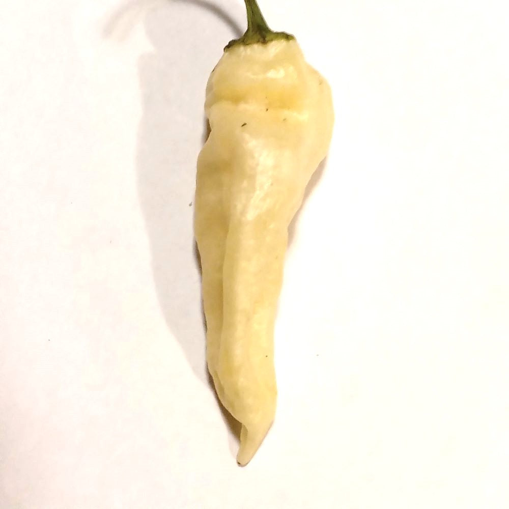 Seminţe Ardei - Wraith