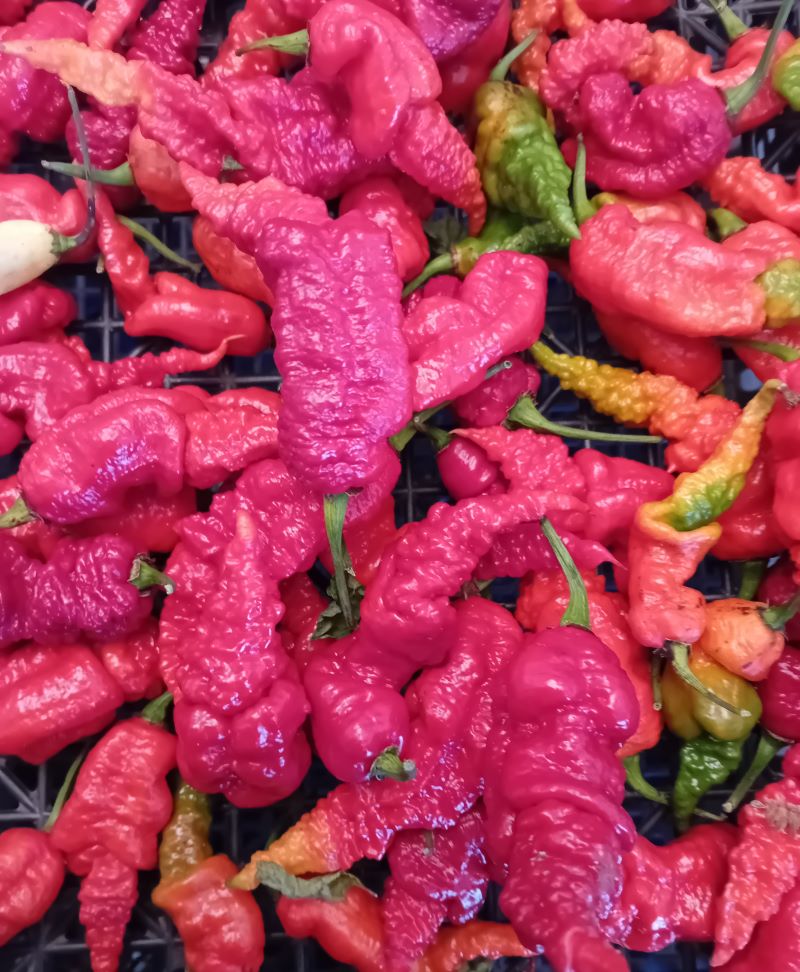 Răsad Ardei - Banestrain Red