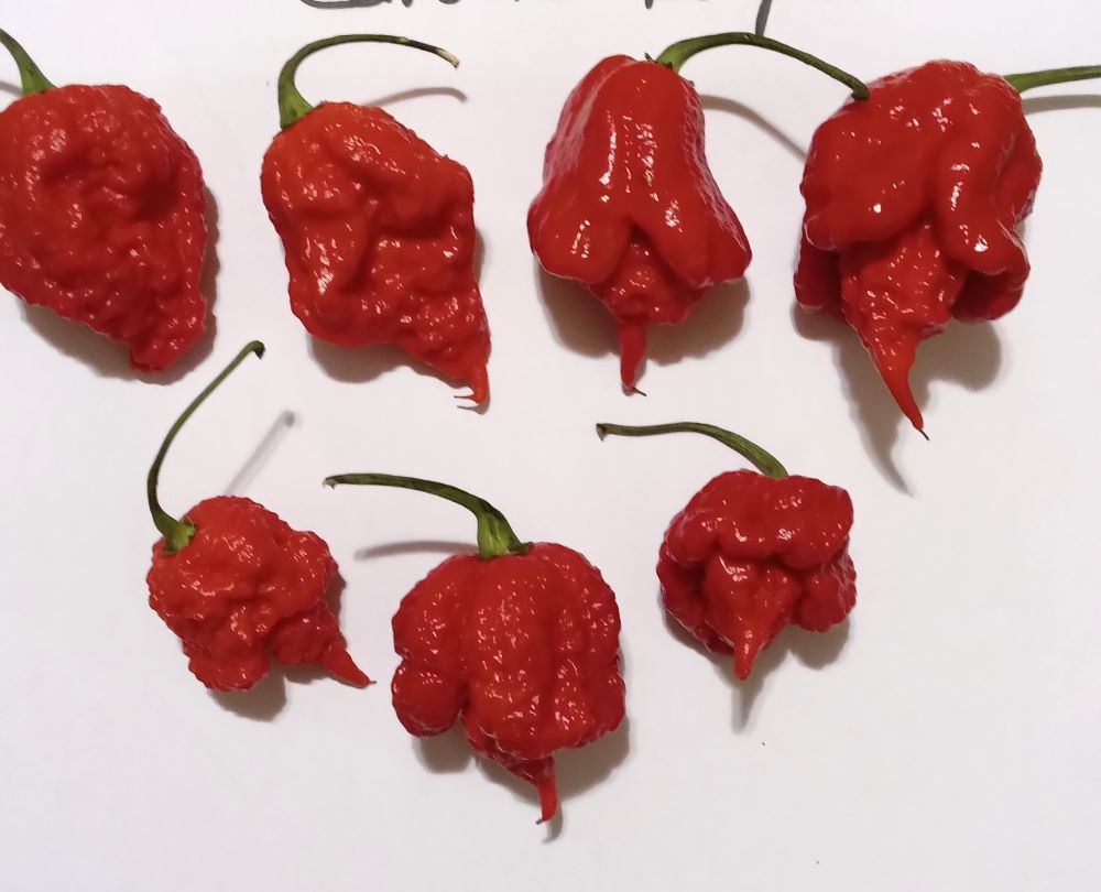 Seminţe Ardei - Carolina Reaper Red