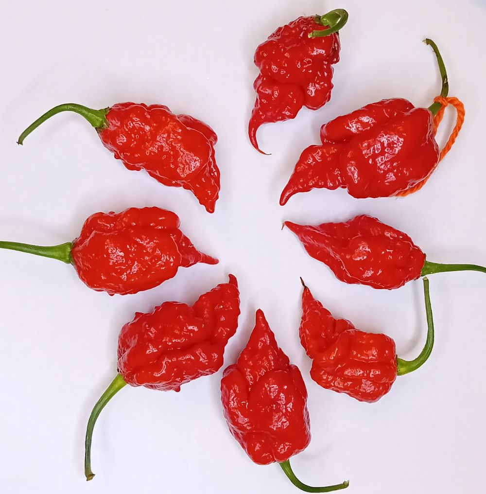 Răsad Ardei - 7 Pot Primo Red