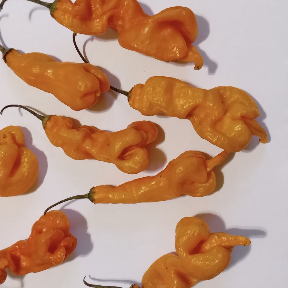 Seminţe Ardei - Aji Erotica Orange