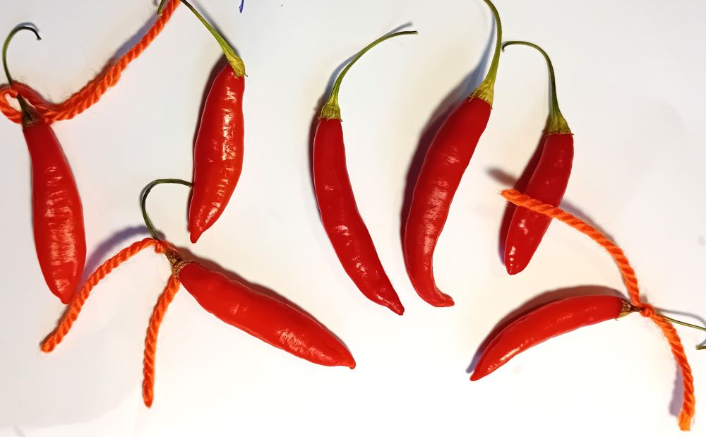 Răsad Ardei - Aji Peruvian