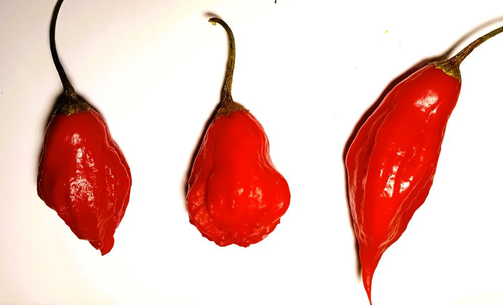 Răsad Ardei - Aji Rainforest