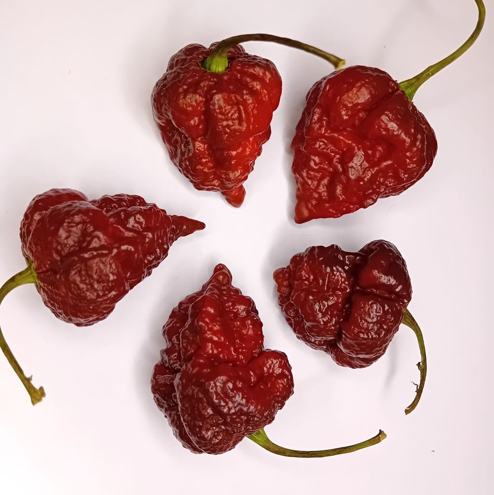 Răsad Ardei - Apocalypse Scorpion Chocolate