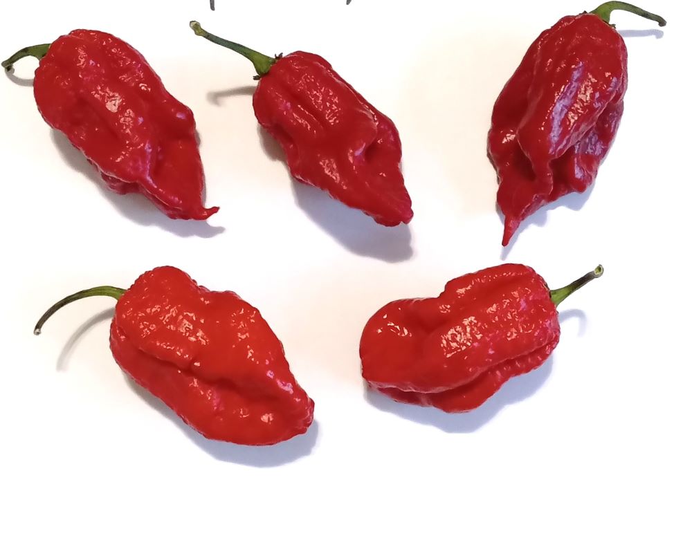 Răsad Ardei - Apocalypse Scorpion Red