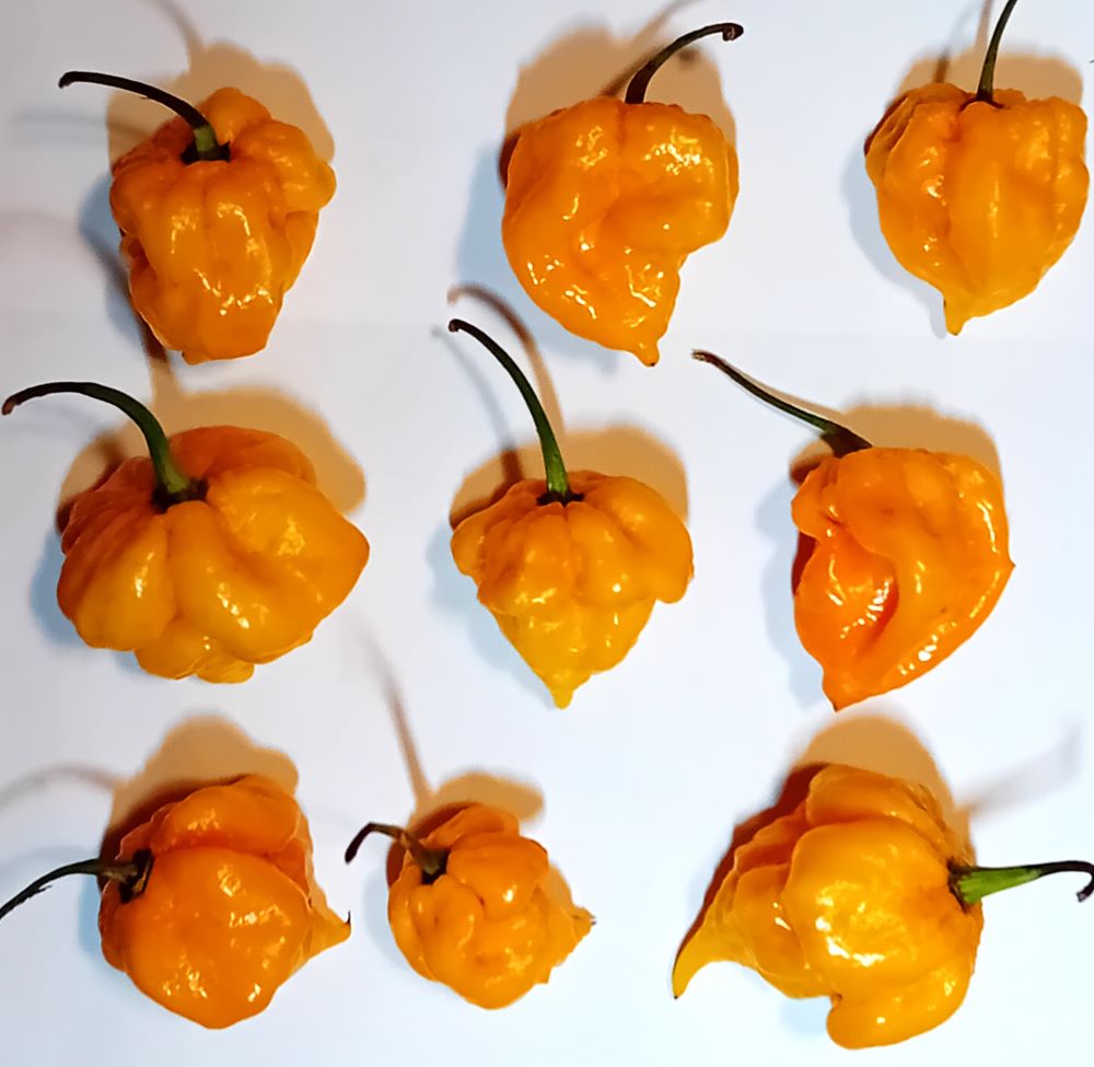 Răsad Ardei - Apocalypse Yellow