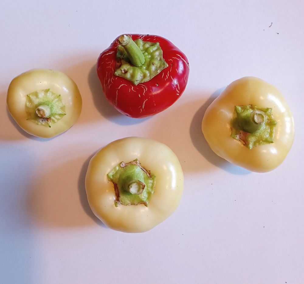 Răsad Ardei - Apple Pepper