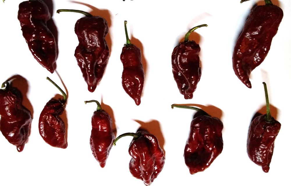 Răsad Ardei - Armageddon Chocolate