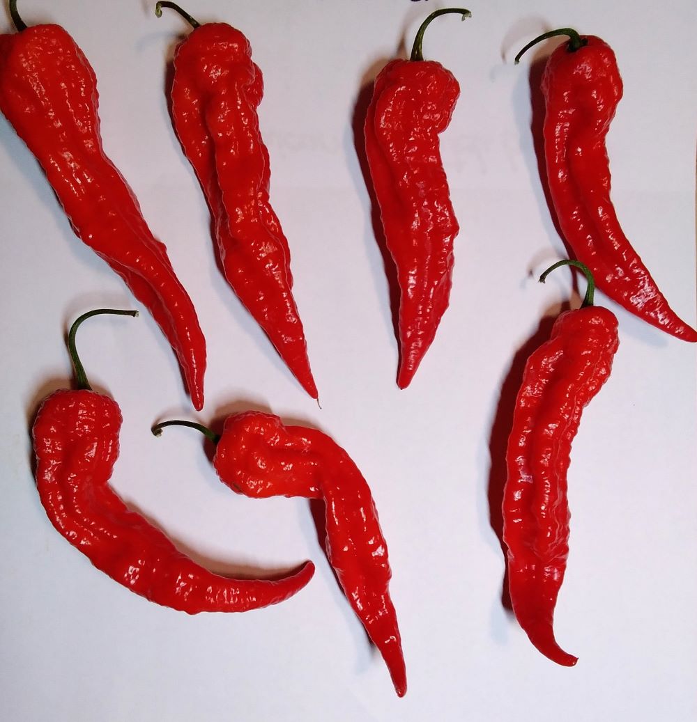 Răsad Ardei - Arrowhead