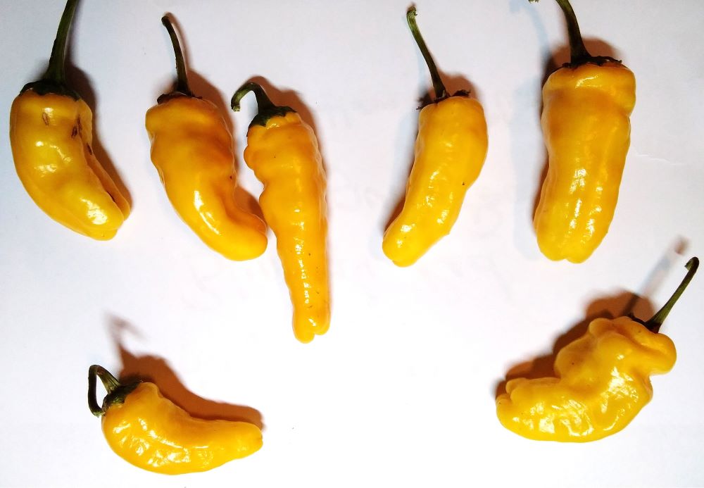 Răsad Ardei - Asti Gold