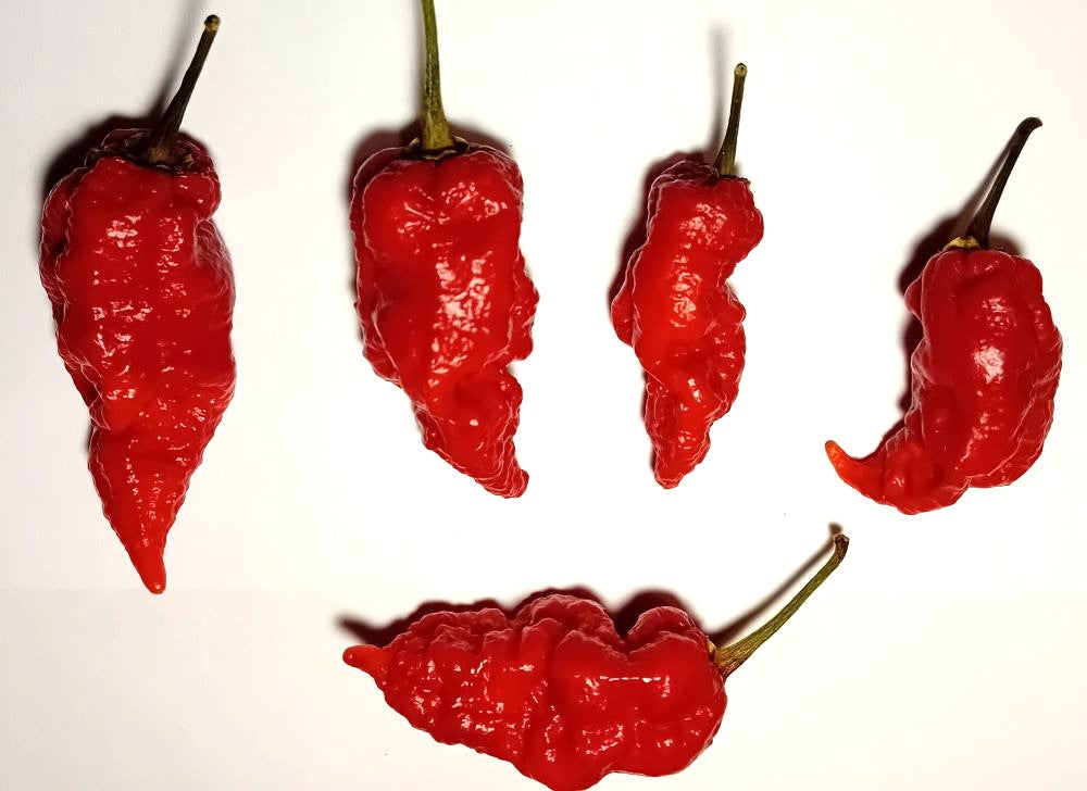 Răsad Ardei - Banestrain Red